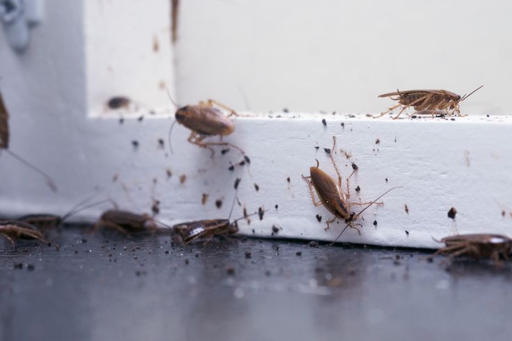 Regular inspections can help identify risks early and protect from pest control treatment like cockroaches 
